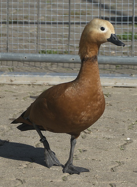 场对决中